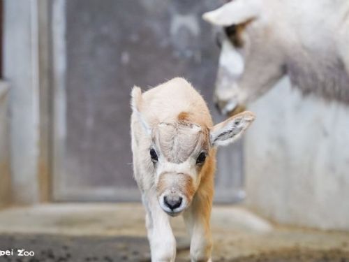 冬日新生命報到！臺北市立動物園弓角羚羊寶寶誕生，保育員暖心接力守護成長